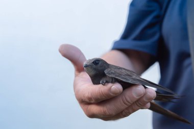 Bird, genç savunmasız bir piliç bir erkeğin elinde, güven ve savunmasızlık kavramı.