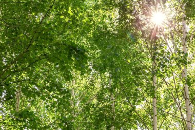 Huş ağacı yapraklarının dokusuna sahip doğal arka plan güneş ve güneş ışınları taze yeşil yapraklar ve yaz aylarında ormanda dallar.