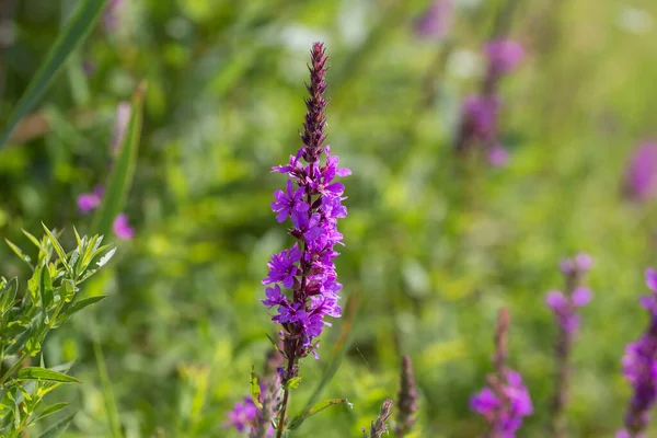 Médecine Alternative Base Plantes Médicinales Inflorescence Une Fleur Utile Est — Photo