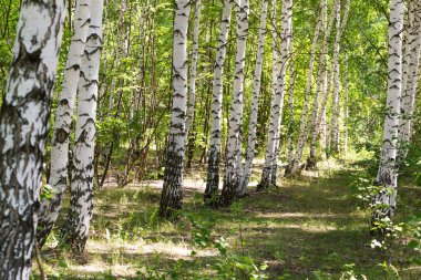 Doğal arka plan Rus huş ağacı, ağaçlar. Parkta güneşli bir günde sabah yeşil çevre dostu yaz ormanı