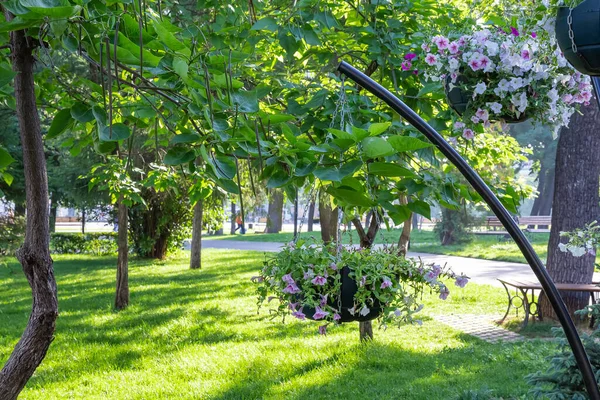 Arka bahçedeki güzel bahçe dekorasyonu, toprak kuyusu tasarımı, halka açık bir parkta çiçek açan petunya çiçekleri yazın güneşli bir günde yeşil ağaçların arasında asılıydı.