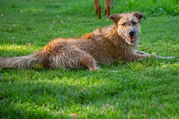 Chien Animal Errant Sans Abri Été Dans Chaleur Humide Heureux — Photo