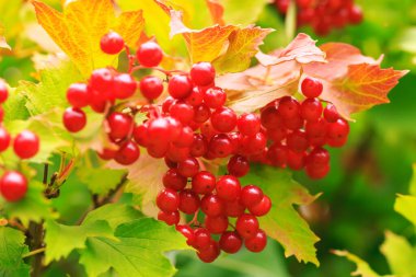 Sonbahar konsepti. Bahçesinde sarı turuncu yapraklı kırmızı viburnum böğürtlenleri var.