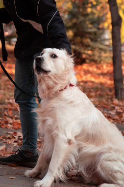 Kızın sahibi sevgili arkadaşıyla geziyor. Evcil köpeğiyle. Sonbaharda, güneşli bir günde parkta beyaz labrador yetiştiriyor.