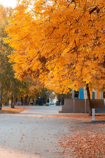 Stagioni Autunno Dorato Città Alberi Sul Vicolo Nel Parco Con — Foto Stock