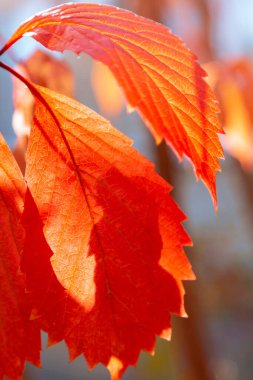 Arka planda sonbahar doğal sebze yaprakları. Kırmızı turuncu genç üzümlü Partenocissus. Sonbahar yeşilliklerinin dokusuna sahip.