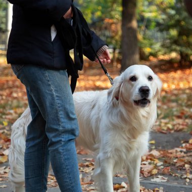 Kızın sahibi sevgili arkadaşıyla geziyor. Evcil köpeğiyle. Sonbaharda, güneşli bir günde parkta beyaz labrador yetiştiriyor.