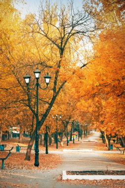 Şehrin altın renkli sonbaharı. Sokakta sarı turuncu ağaçlar. Ekimin sıcak havasında, öğleden sonra sokak lambaları ve banklarla yürümek için.