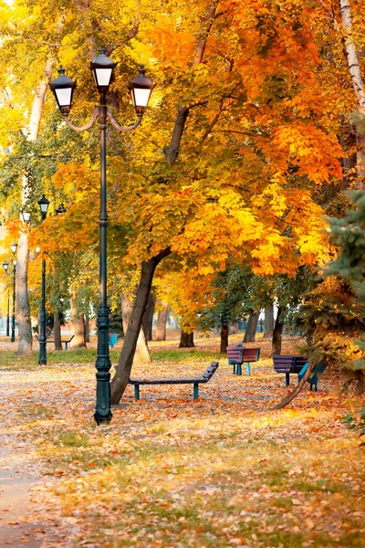 Automne Coloré Doré Dans Parc Ville Orangers Jaunes Sur Allée — Photo