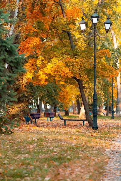 Guldfärgad Höst Stadsparken Gula Apelsinträd Gränden För Promenader Med Lyktstolpar — Stockfoto