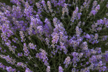 Lavanta tarlasında yetişen lavanta çalısı.