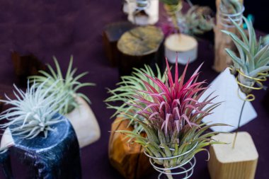 Tillandsia ionantha veya hava tesisi.