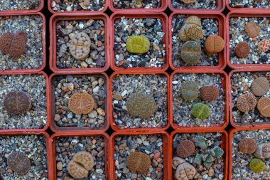 Tencerede lithops Grubu, çöl bitki.