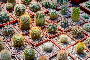 Tencerede farklı sulu, üst görünüm.