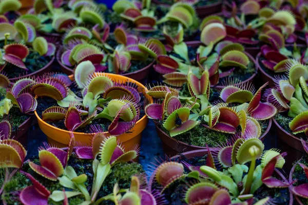 金星フライトラップの葉、花の展示. — ストック写真