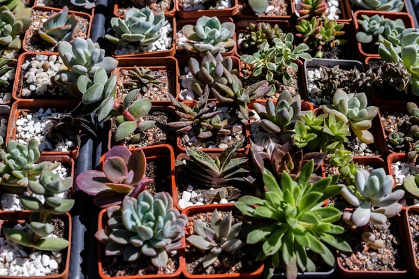 Grüne und rosa Echeveria sedum Sukkulente. — Stockfoto