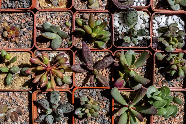 Blüten der Sukkulente in kleinen Töpfen. — Stockfoto