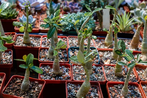 Adenium Zimmerpflanze im Topf, Blumenausstellung. — Stockfoto