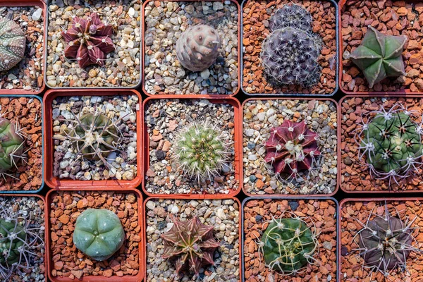 Blüten der Sukkulente in kleinen Töpfen. — Stockfoto