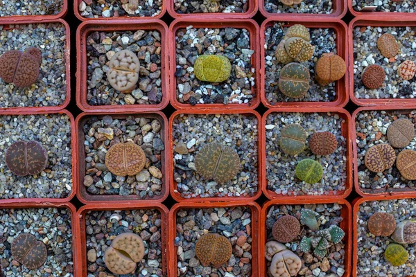 ポット、砂漠の植物のリトップのグループ. — ストック写真