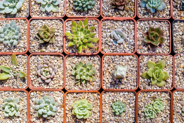 Different succulents in pots, top view. — Stock Photo, Image