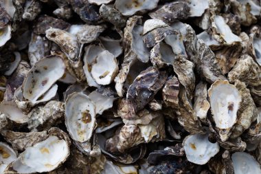 İstiridye shuck arka plan kazık.