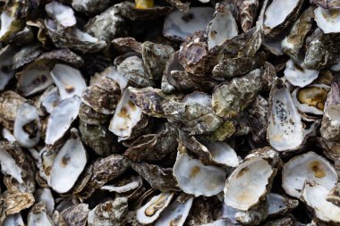 İstiridye shuck arka plan kazık.