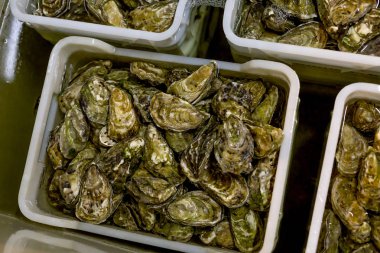 Satmadan önce istiridye yıkama.