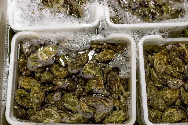 Oesters wassen voor verkoop. — Stockfoto