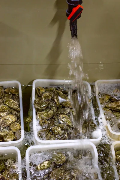 Cultivo de ostras, ostras en cajas con agua . —  Fotos de Stock