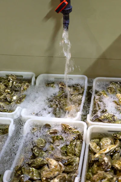牡蛎洗涤，牡蛎在盒子里，水龙头. — 图库照片