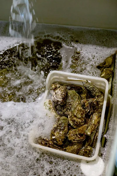 Tvättning av ostron under vatten. — Stockfoto