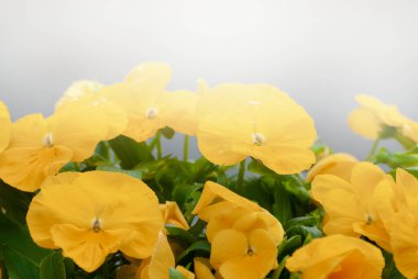 Çiçekler çok güzel. Bahar-yaz bahçesi, bulanık güneşli parlak arka plan, peri doğası.