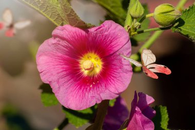 Çiçekler çok güzel. Bahar-yaz bahçesi ve uçuşan kelebekler bulanık, parlak arka planda, peri masalı doğası