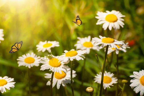 Mooie Bloeiende Bloemen Lente Zomer Tuin Vliegende Vlinders Wazig Zonnige — Stockfoto