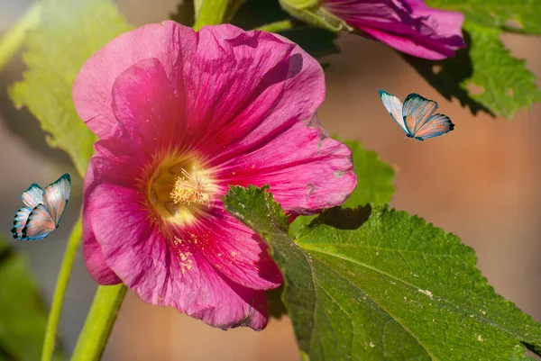 Mooie Bloeiende Bloemen Lente Zomer Tuin Vliegende Vlinders Wazig Zonnige — Stockfoto