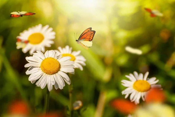 Mooie Bloeiende Bloemen Lente Zomer Tuin Vliegende Vlinders Wazig Zonnige — Stockfoto