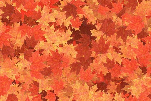 Autumn Leaves Pattern Colorful Leaves Beautiful Nature Background — Stock Photo, Image