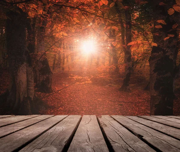 阳光闪烁着落叶穿过森林 — 图库照片