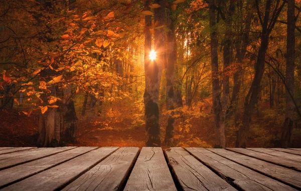 在森林里 阳光和红色 金黄的叶子和空旷的木制桌子 在大自然的户外 自然模板景观 — 图库照片