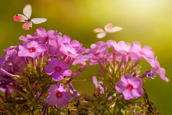 Gyönyörű Virágzó Virágok Tavaszi Nyári Kert Repülő Pillangók Elmosódott Napsütötte — Stock Fotó
