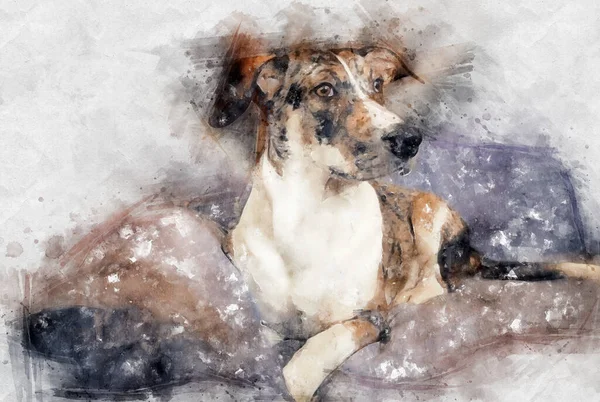 Güzel Suluboya Çizimi Şirin Bir Köpeğin Portresi — Stok fotoğraf