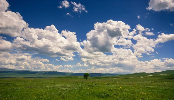 Yeşil tarla ve yalnız ağaç. Güzel gökyüzü ve bulutlu yaz manzarası.