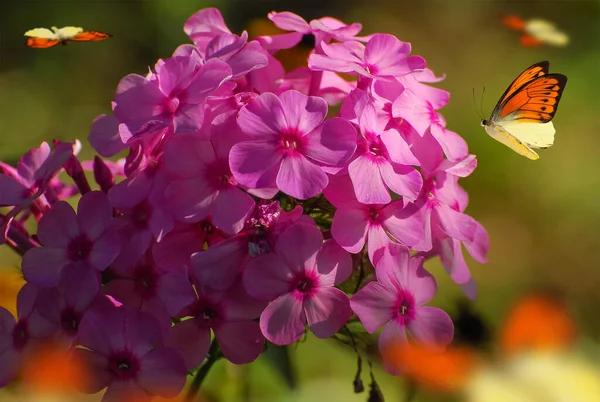 Mooie Bloeiende Bloemen Lente Zomer Tuin Vliegende Vlinders Wazig Zonnige — Stockfoto