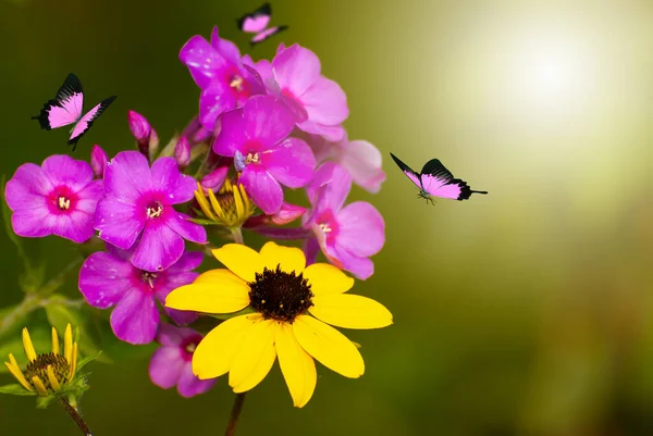 Gyönyörű Virágzó Virágok Tavaszi Nyári Kert Repülő Pillangók Elmosódott Napsütötte — Stock Fotó