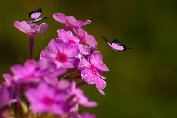 Mooie Bloeiende Bloemen Lente Zomer Tuin Vliegende Vlinders Wazig Zonnige — Stockfoto