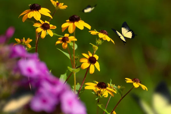 Mooie Bloeiende Bloemen Lente Zomer Tuin Vliegende Vlinders Wazig Zonnige — Stockfoto