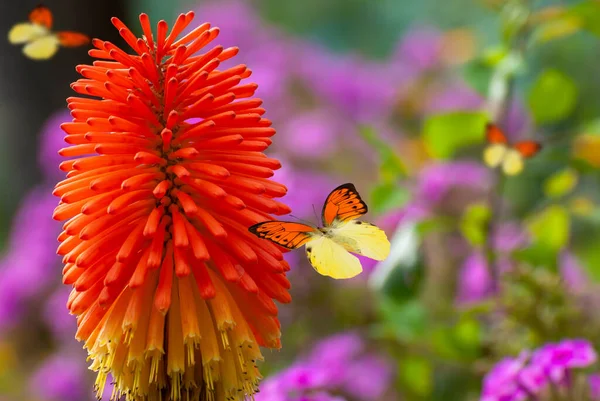 Belles Fleurs Fleurs Jardin Printemps Été Papillons Volants Sur Fond — Photo