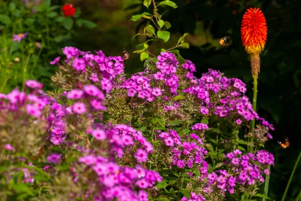 Mooie Bloeiende Bloemen Lente Zomer Tuin Vliegende Vlinders Wazig Zonnige — Stockfoto