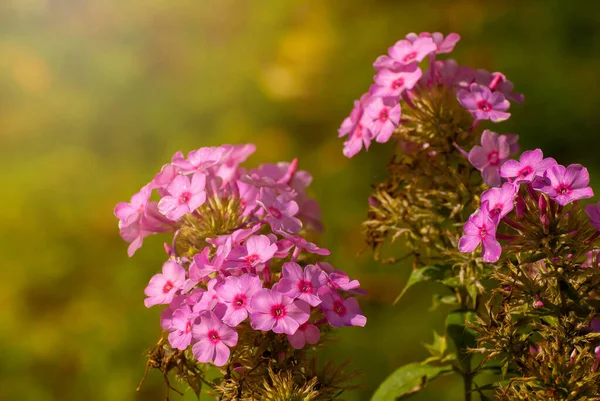 Mooie Bloeiende Bloemen Wazig Zonnige Glanzende Achtergrond Sprookjesachtige Natuur Lente — Stockfoto